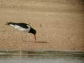 Huîtrier pie Haematopus ostralegus F39