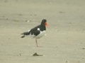 Huîtrier pie Haematopus ostralegus