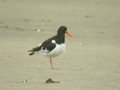 Huîtrier pie Haematopus ostralegus