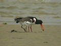 Huîtrier pie Haematopus ostralegus