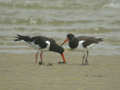 Huîtrier pie Haematopus ostralegus