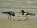 Huîtrier pie Haematopus ostralegus