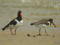 Huîtrier pie Haematopus ostralegus