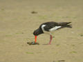 Huîtrier pie Haematopus ostralegus