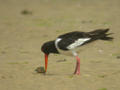 Huîtrier pie Haematopus ostralegus