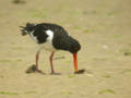 Huîtrier pie Haematopus ostralegus