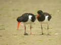 Huîtrier pie Haematopus ostralegus