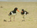 Huîtrier pie Haematopus ostralegus