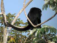 Hurleur noir Alouatta caraya