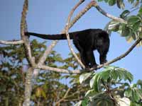 Hurleur noir Alouatta caraya