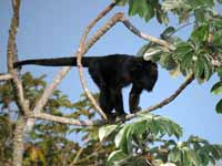 Hurleur noir Alouatta caraya