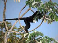 Hurleur noir Alouatta caraya