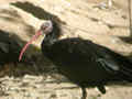 Ibis chauve Geronticus eremita