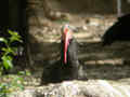 Ibis chauve Geronticus eremita