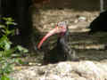 Ibis chauve Geronticus eremita