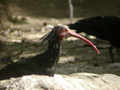 Ibis chauve Geronticus eremita