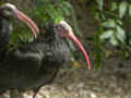 Ibis chauve Geronticus eremita