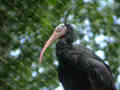 Ibis chauve Geronticus eremita