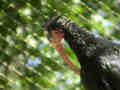Ibis chauve Geronticus eremita
