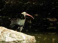 Ibis chauve Geronticus eremita