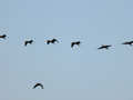 Ibis falcinelle Plegadis falcinellus