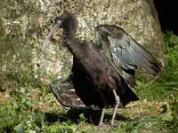 Ibis falcinelle Plegadis falcinellus