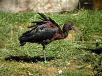 Ibis falcinelle Plegadis falcinellus