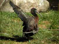 Ibis falcinelle Plegadis falcinellus