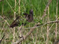 Ibis falcinelle Plegadis falcinellus