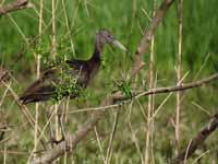 Ibis falcinelle Plegadis falcinellus