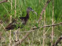 Ibis falcinelle Plegadis falcinellus