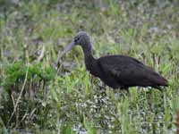 Ibis falcinelle Plegadis falcinellus