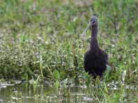 Ibis falcinelle Plegadis falcinellus