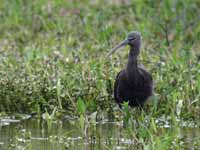 Ibis falcinelle Plegadis falcinellus