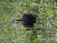 Ibis falcinelle Plegadis falcinellus