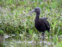 Ibis falcinelle Plegadis falcinellus