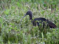 Ibis falcinelle Plegadis falcinellus