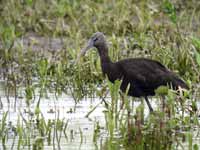 Ibis falcinelle Plegadis falcinellus