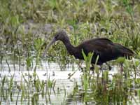 Ibis falcinelle Plegadis falcinellus