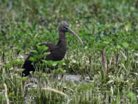 Ibis falcinelle Plegadis falcinellus