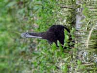 Ibis falcinelle Plegadis falcinellus