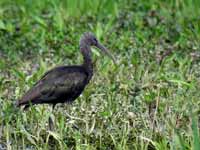 Ibis falcinelle Plegadis falcinellus