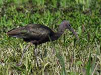 Ibis falcinelle Plegadis falcinellus