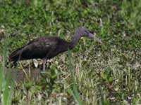 Ibis falcinelle Plegadis falcinellus