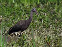 Ibis falcinelle Plegadis falcinellus