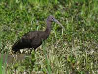 Ibis falcinelle Plegadis falcinellus