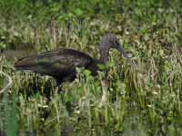 Ibis falcinelle Plegadis falcinellus