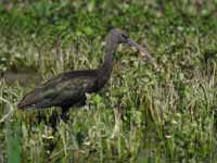 Ibis falcinelle Plegadis falcinellus