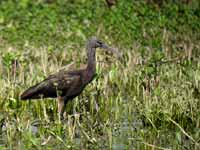 Ibis falcinelle Plegadis falcinellus