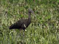 Ibis falcinelle Plegadis falcinellus